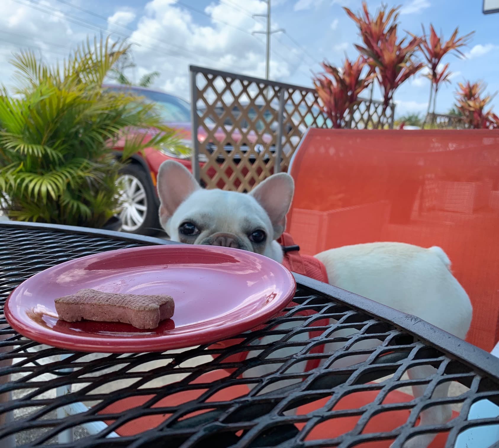 DogFriendly in Cocoa Beach, FL Southbound Stays